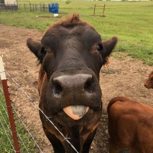 Meet your Posher, Kim